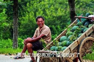今日吃瓜江南第一深情,探寻吃瓜背后的文化韵味