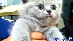51今日吃瓜必吃胖猫,胖猫美食大揭秘，让你吃出健康与快乐！