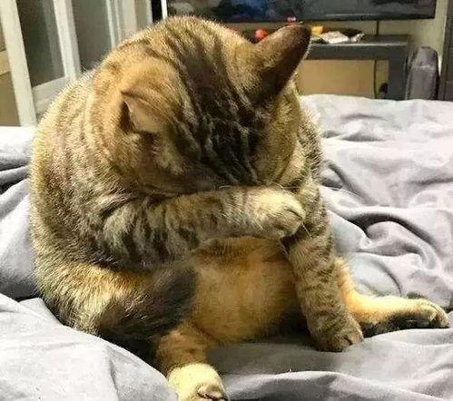 51今日吃瓜必吃胖猫,胖猫美食大揭秘，让你吃出健康与快乐！