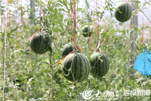 运城今日吃瓜事件视频,一场网络热议背后的真相揭秘