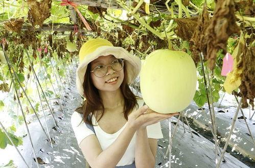 今日小暑吃瓜视频大全