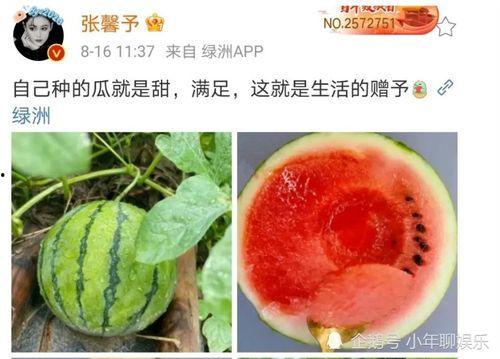 吃瓜娱乐圈什么情况,揭秘吃瓜群众关注的最新热点事件