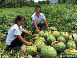 金乡热门吃瓜事件真相,真相背后的惊人内幕