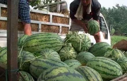 近期热门吃瓜事件西农,揭秘校园里的最新“瓜”界风云
