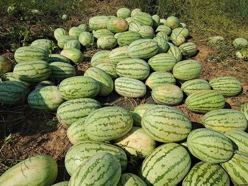 近期热门吃瓜事件西农,揭秘校园里的最新“瓜”界风云