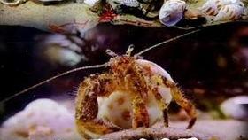 黑壳虾会吃瓜吗,探究它们是否食用瓜类