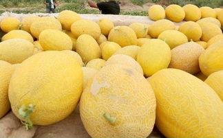 吃哈密瓜黑眉毛好吗,探寻神秘食果与眉型之间的奇妙联系