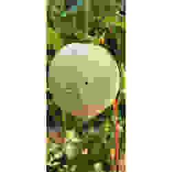 吃哈密瓜黑眉毛好吗,探寻神秘食果与眉型之间的奇妙联系