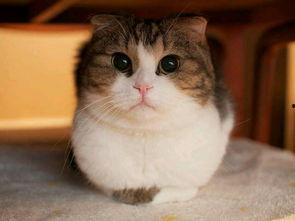 娱乐圈吃瓜猫咪是谁呀,揭秘网络红星的幕后推手