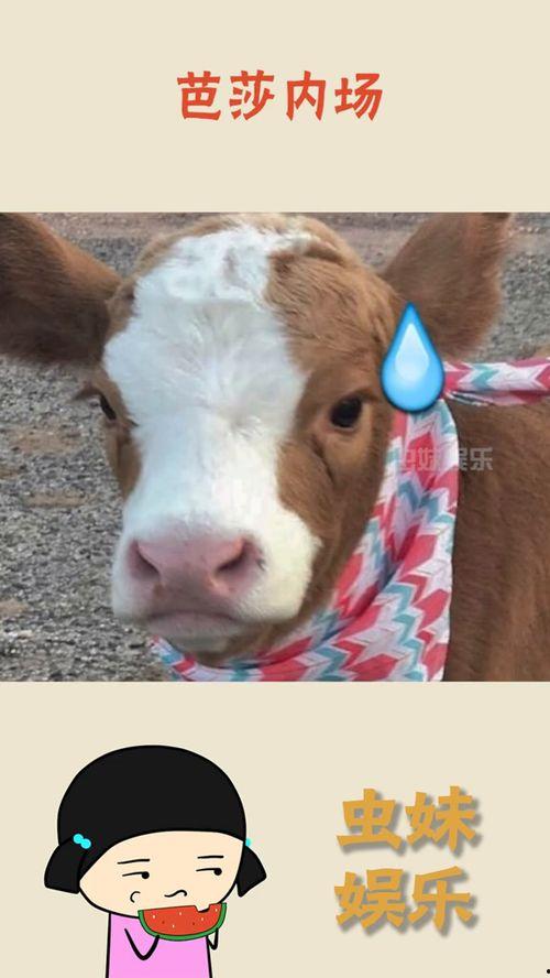 抖音热门吃瓜最新最火的瓜,最新最火吃瓜事件大盘点！