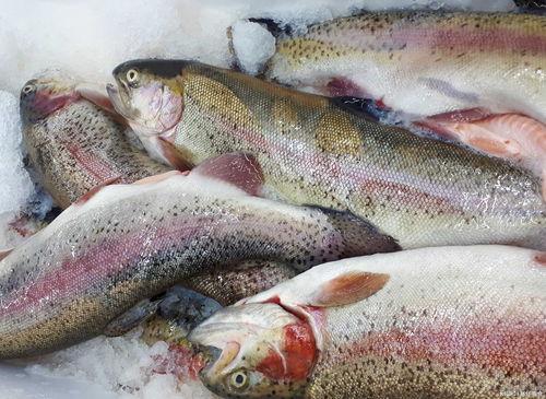 什么鱼吃黑蜜瓜好,哪些鱼儿钟爱这一美味