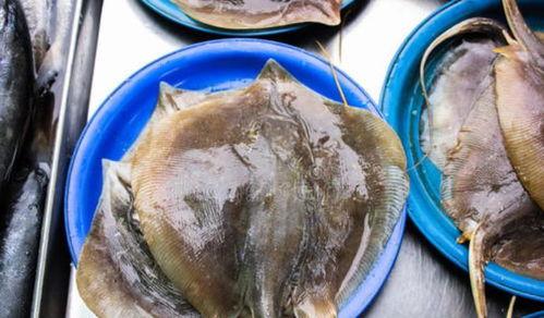 什么鱼吃黑蜜瓜好,哪些鱼儿钟爱这一美味