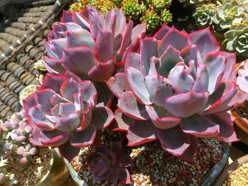 今日吃瓜多肉小野猫