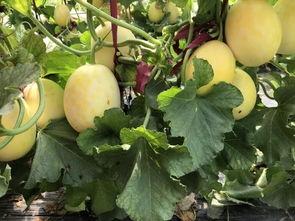 界首吃瓜热门事件真相,真相背后的惊人内幕