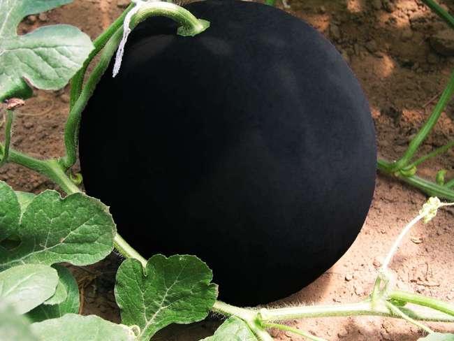 今日黑瓜吃料官网,揭秘今日热门资讯与独家解读