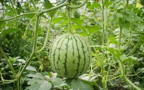 山东吃瓜热门事件真相,揭秘背后真相与网络舆论的反思