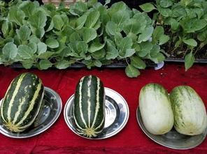 怎么看今日吃瓜