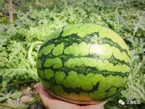 江苏虞山今日吃瓜事件