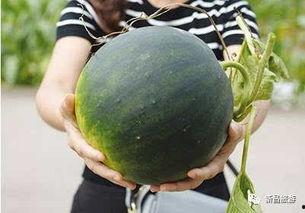 吃瓜群是干嘛的